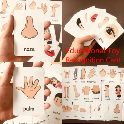 Children Cognition Cards - Body Parts, Animals, Fruits Flashcards